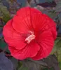 BALDUR Garten 1x Winterharter Hibiskus Summerific® Midnight Produktbild-Vorschau 2