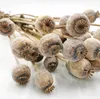Mohn Kopf Samen Getrocknete - Natürlich Produktbild-Vorschau 2
