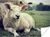 MuchoWow® Poster Schaf - Lamm - Gras 120x90 cm - Wandbild Produktbild-Vorschau 1