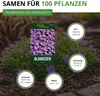 Blaukissen Violett Samen - Aubrieta cultorum - Produktbild-Vorschau 3