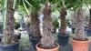 gruenwaren: XXXL 220-250 cm, Stamm 80 cm, Trachycarpus Produktbild-Vorschau 7