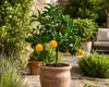 Pomarančovník (Citrus aurantium) – 70–100 cm – Strom Náhľad obrázku produktu 3