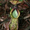 Nepenthes rafflesiana (pianta carnivora)  - 10 semi Anteprima dell’immagine prodotto 1