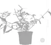 Bloomique - 3er-Mix - Buddleja Davidii - Produktbild-Vorschau 5