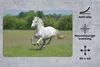 MuchoWow® Schreibtischunterlage Pferde - Natur - Weiß 60x40 Produktbild-Vorschau 2