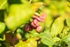Euonymus europaeus, Pfaffenhütchen, 60–100 cm Produktbild-Vorschau 11