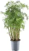 Polyscias hawaiiana "Ming" - aralia perovita - albero del Anteprima dell’immagine prodotto 1