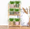 Bloomique - 6er Set - Cyperus Zumula - Katzengras Fertig Produktbild-Vorschau 4