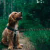 Laisse pour chien sur corde durable réfléchissante 3m Voir les images du produit 12