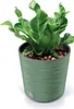 A green plant in a green pot. Produktbild-Vorschau