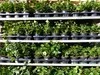 25 Stück Efeu Hedera helix 20 - 35 cm Heckenpflanze Produktbild-Vorschau 4
