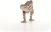 Schleich schleich® DINOSAURS 15048 Carcharodontosaurus Voir les images du produit 10