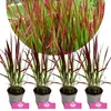 Sada 4 japonských krvavých tráv - Imperata cylindrica 'Red Náhľad obrázku produktu 1