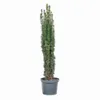 Säuleneibe - Taxus baccata ‘Fastigiata Robusta’ 120–130 cm Produktbild-Vorschau 1