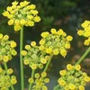 6 x Fenchel - Foeniculum vulgare | Topf 9cm x 9cm Voir les images du produit 2
