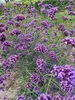 A close-up view of a cluster of purple flowers with green stems and leaves. Podgląd zdjęcia produktu