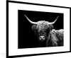 MuchoWow® Gerahmtes Poster Schottischer Highlander - Kuh - Produktbild-Vorschau 1