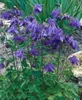 Aquilegia alpina, Alpen-Akelei, blau, ca. 9x9 cm Topf Produktbild-Vorschau 3