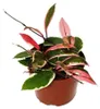 Hoya carnosa „Flamingo Dream“ – Kletternde Zimmerpflanze Produktbild-Vorschau 1