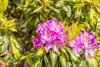 Rhododendron Hybride Goldflimmer 40-50 cm, im Topf, Produktbild-Vorschau 7