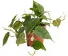 1x Philodendron Scandens P12 H15 Produktbild-Vorschau 1