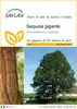 SAFLAX  - Sequoia gigante - 50 semi - Sequoiadendron Anteprima dell’immagine prodotto 1