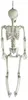 Realistisches Positionierbares Halloween Skelett 90cm für Produktbild-Vorschau 5