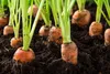 Carrots growing in dark soil. Produktbild-Vorschau