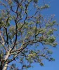 Neem (Azadirachta indica)  - 5 Samen Produktbild-Vorschau 3