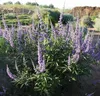 2 piante di Agnus castus (Mönchspfeffer) | Altezza: 30-40 Anteprima dell’immagine prodotto 1
