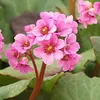 6 ks rastlín Bergenia – odroda 'Morgenrote' | Kvetináč 9x9 Náhľad obrázku produktu 1