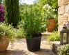 Myrtus communis (struik), circa 50 cm hoog – Echte Productafbeelding-voorbeeld 1