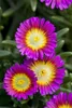 Mittagsblume Wheels of Wonder® 'Purple Wonder' Produktbild-Vorschau 3