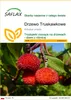 SAFLAX - Drzewo Truskawkowe - 50 Nasiona - Arbutus unedo Podgląd zdjęcia produktu 1