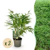 Green boutiQ - Bamboe - Fargesia rufa - Groen - 2 Planten - Voir les images du produit 2
