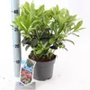 Skimmia japonica 'Rubella' - Japanse sierstruik met bessen Productafbeelding-voorbeeld 3