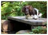 Faszination Jagdhund - Kleiner Münsterländer (Wandkalender Produktbild-Vorschau 11