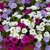 Bloomique - 6er-Mix - Großblütige Petunie - Farb-Mix - Produktbild-Vorschau 3