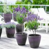 Lavandin - Set de 4 - Lavandula stoechas 'Anouk' - Hauteur Voir les images du produit 5
