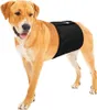 Karlie Hundeschutzhose für Rüden schwarz Gentleman Wraps, Produktbild-Vorschau 5