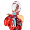 15 Teilig Menschliches Anatomie Modell, Produktbild-Vorschau 5