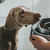 HUNTER ATLANTA Anti-Schlingnapf, Futternapf für Hunde und Produktbild-Vorschau 5