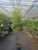 Callistemon Captain Cook, een compacte struik van 180-200 Productafbeelding-voorbeeld 3