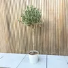 Olivenbaum - Olea europaea - Höhe 90-100cm - ⌀21cm Produktbild-Vorschau 5