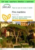 SAFLAX Garden to go - Pino marittimo - 6 semi - Pinus Anteprima dell’immagine prodotto 1