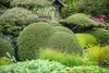 Stauden Gänge 1 x Ilex crenata 'Convexa' Kugel 25 - 35 cm - Produktbild-Vorschau 3