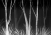 Vlies Fototapete - Noise of the forest at night - Produktbild-Vorschau 6