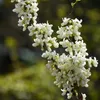 Cercis chinensis ‘Shirobana’ – Chinesischer Judasbaum Produktbild-Vorschau 2