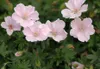 Stauden Gänge 3 x Geranium sanguineum 'Apfelblüte' - Rosa Produktbild-Vorschau 1