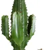 Bloomique - Euphorbia Acrurensis - Euphorbe - Cactus cowboy Voir les images du produit 4